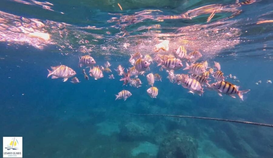 Basseterre: St Kitts 4-hour Catamaran Snorkel Cruise & Lunch - Lunch, drinks, and time to settle into the afternoon