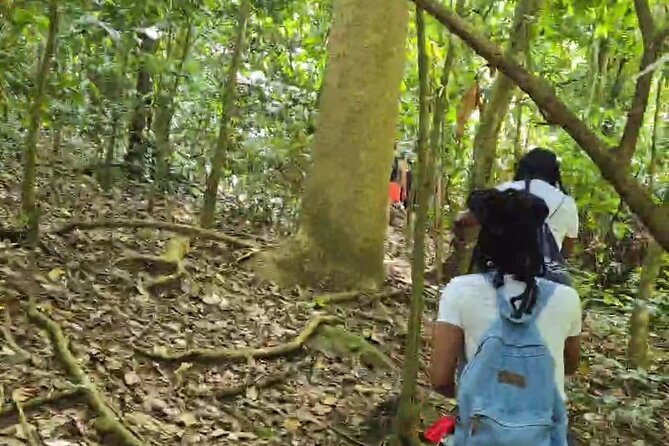 Half-Day St. Kitts Rainforest Hike - Why the small group makes a difference