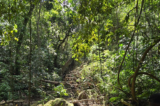 Half-Day St. Kitts Rainforest Hike - What to wear and bring