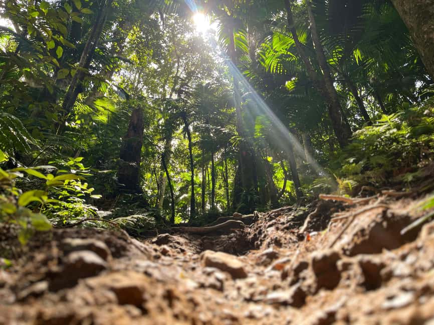 Hike St. Kitts: Highest peak Mount Liamuiga Volcano - Should you book the Mount Liamuiga excursion?