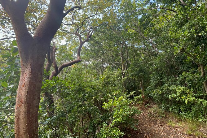 Hike St Kitts: Wingfield Rainforest and Romney Experience - What the rainforest walk feels like