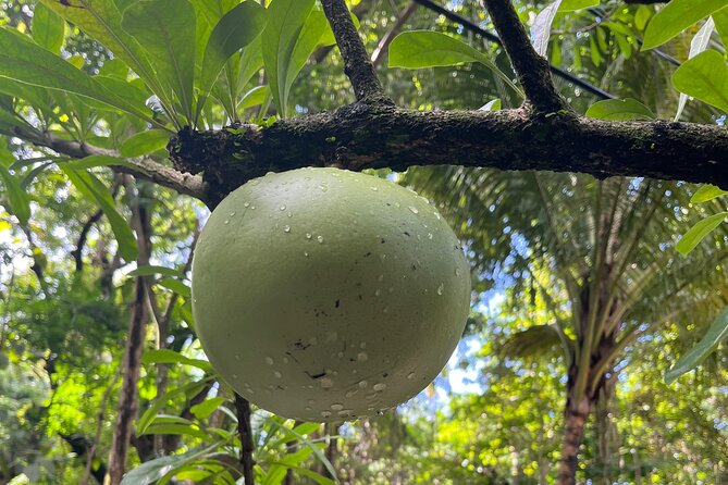 Hike St Kitts: Wingfield Rainforest and Romney Experience - Wingfield Estate and the island’s sugar past
