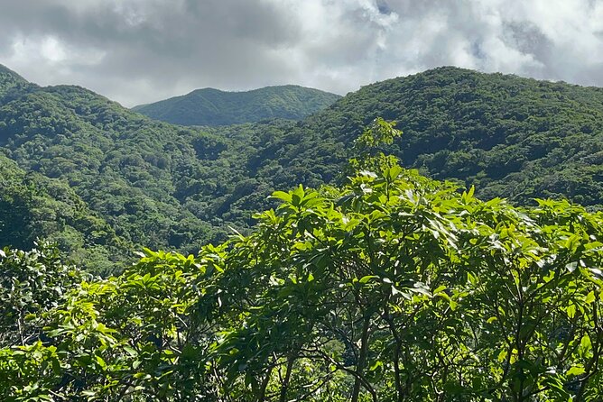 Hike St Kitts: Wingfield Rainforest and Romney Experience - How personal is the guiding?