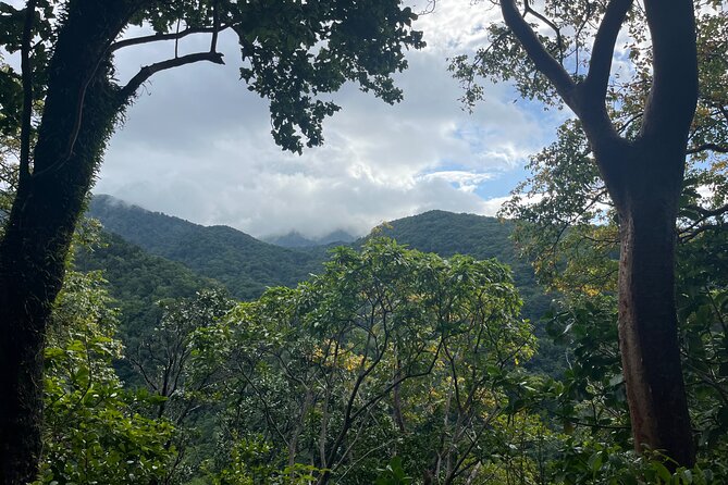 Hike St Kitts: Wingfield Rainforest and Romney Experience - The climb to the 1,100-foot viewpoint