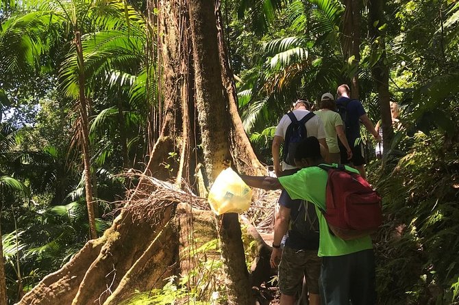Hiking Mount Liamuiga Volcano in St Kitts - Is $100 a fair price?