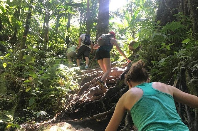 Hiking Mount Liamuiga Volcano in St Kitts - Practical planning for a cruise day