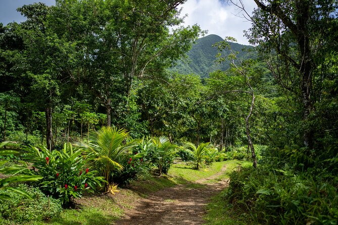 Liamuiga Natural Farm Tour - St.Kitts' Coffee Farm - Key points to know before booking