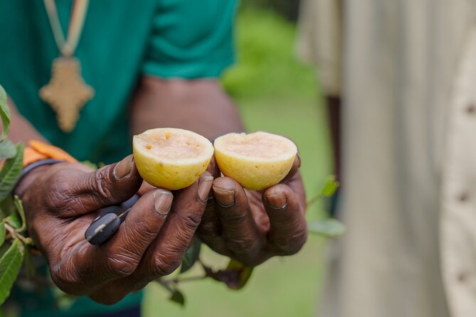Liamuiga Natural Farm Tour - St.Kitts' Coffee Farm - Who will enjoy this outing most