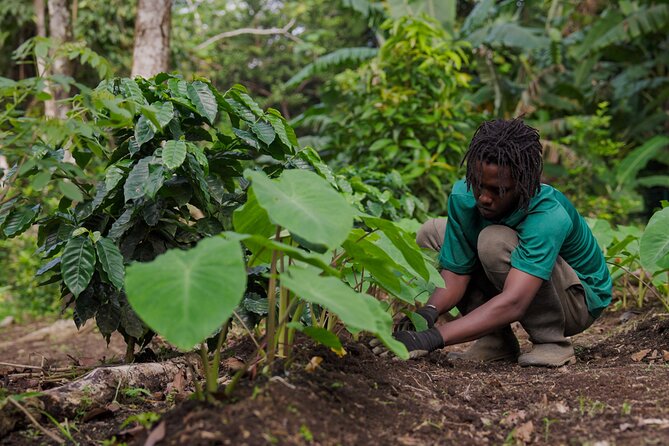 Liamuiga Natural Farm Tour - St.Kitts' Coffee Farm - Practical details that can save you trouble