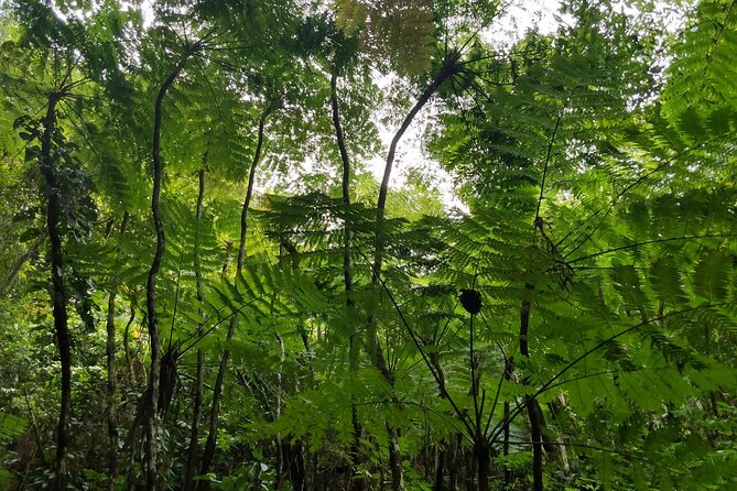 Mindfulness Rainforest Hike, Forest Bathing, Volcanic Hot Springs - Who should book this Nevis experience