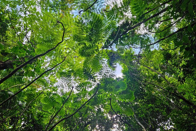 Mindfulness Rainforest Hike, Forest Bathing, Volcanic Hot Springs - Should you book it?