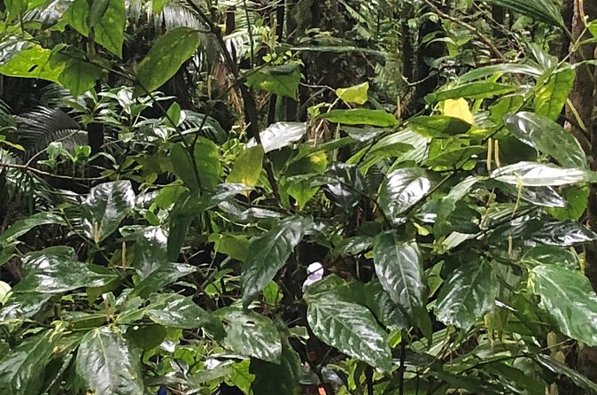 Mount Liamuiga Volcano Tours - Weather, Cancellations, and Cruise-Day Planning