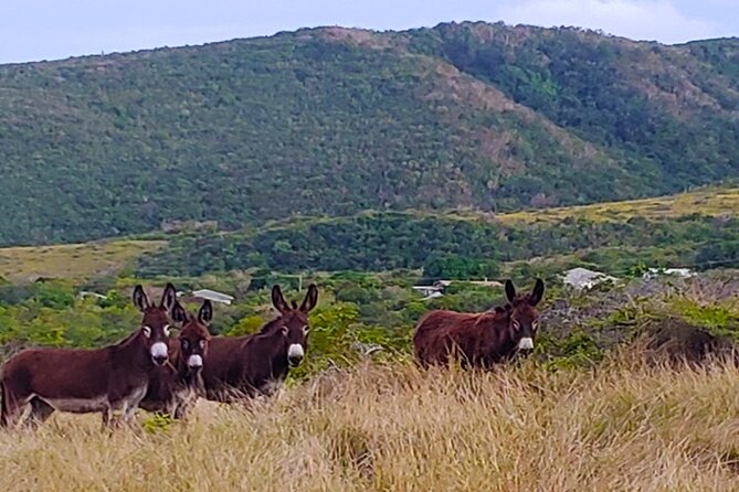 Nevis Historical Walking Tour - What $100 per person buys you