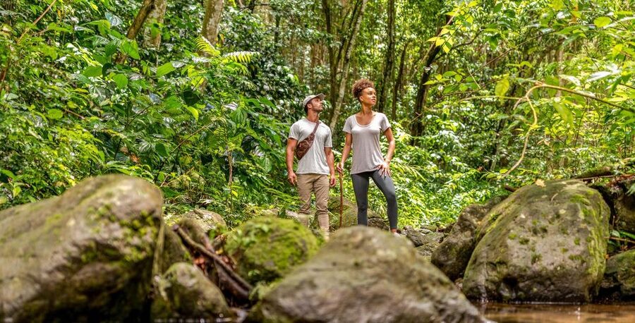 Rainforest Adventure - From sugar country to the Wingfield River