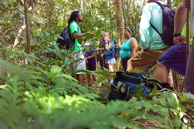 St Kitts Half-Day Rainforest Tour - Leaving Basseterre for St. Kitts’ forested interior