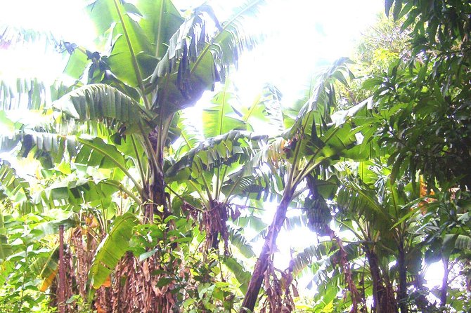 St Kitts Half-Day Rainforest Tour - Plants, traditional medicine, and local knowledge