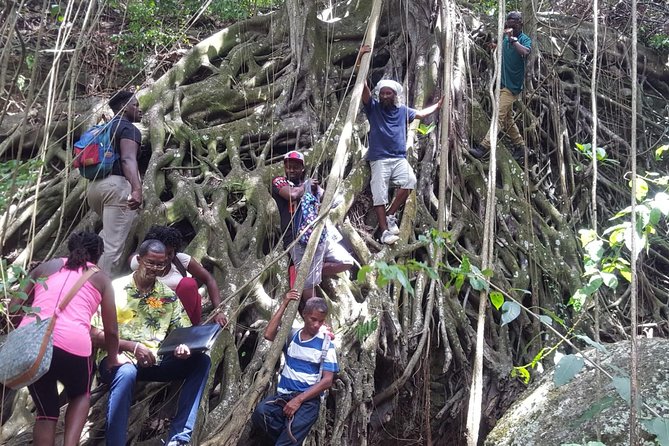 St Kitts Half-Day Rainforest Tour - Wildlife sightings are possible, not promised