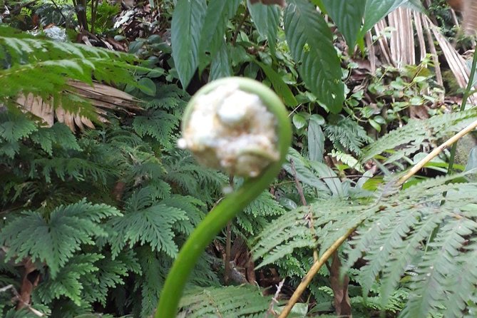 St Kitts Half-Day Rainforest Tour - Is $85 a fair price?