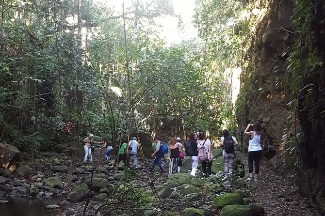 St Kitts Half-Day Rainforest Tour - Who should book this St. Kitts rainforest tour?