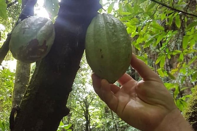 St. Kitts Half-Day Rainforest Tour - Old Road, Wingfield Estate, and the first historical layer