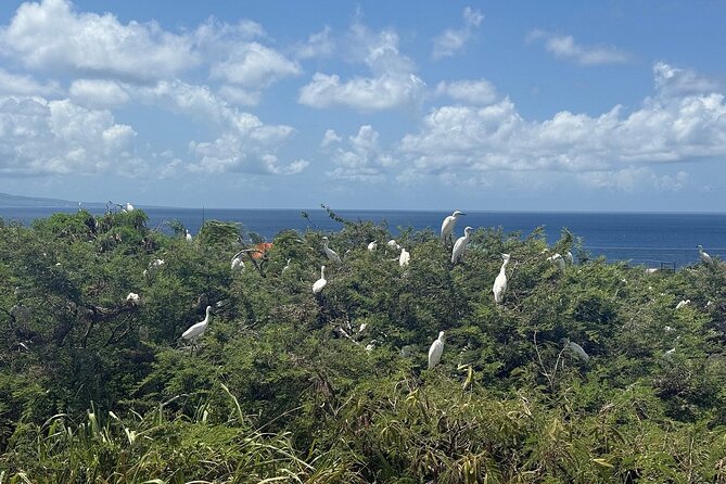 St. Kitts No Hustle No Hassle Private Tour with Don - Timing, transport, and who will enjoy it most