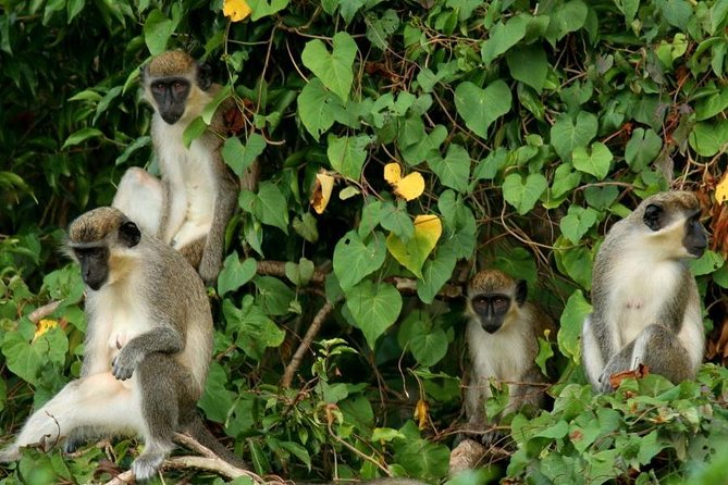 St Kitts Rainforest Tour - A Short Rainforest Walk With Plenty to Notice