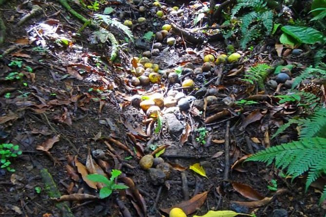 St Kitts Rainforest Tour - Why the Plant Commentary Matters