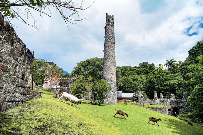 St Kitts Rainforest Tour - Who Will Enjoy This Tour Most