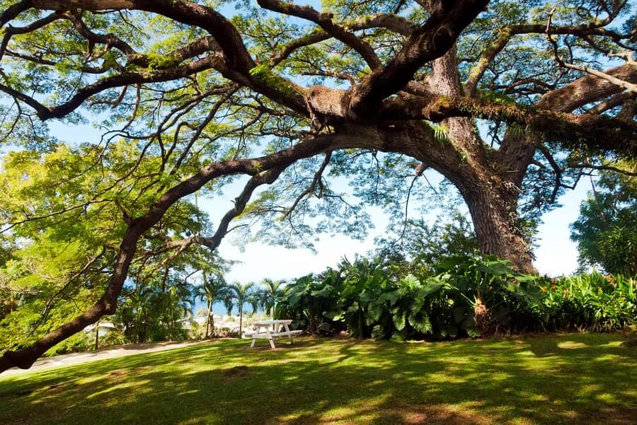 St. Kitts: Top Sights Guided Van or Open-Air Safari Tour - How the guides shape the experience