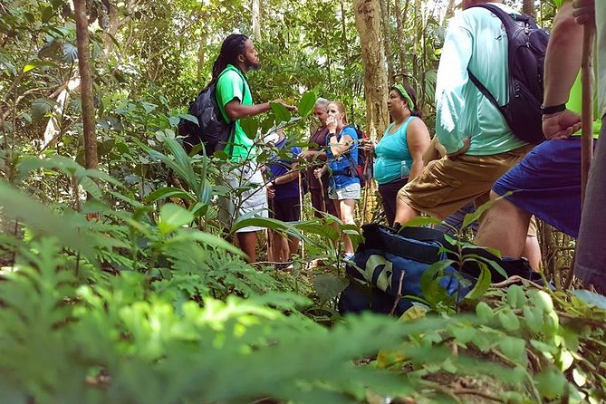 Tropical Rain Forest Explorer Hike In St. Kitts - Key points to know before booking