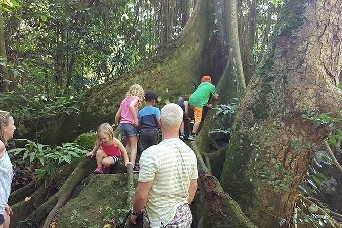 Tropical Rain Forest Explorer Hike In St. Kitts - Plants, trees, and the thick jungle canopy