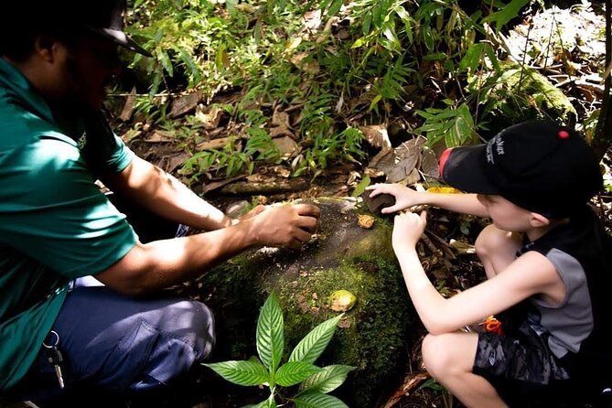Tropical Rain Forest Explorer Hike In St. Kitts - A guide who shapes the pace