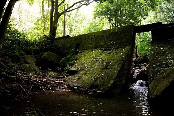 Tropical Rain Forest Explorer Hike In St. Kitts - Who will get the most from this hike