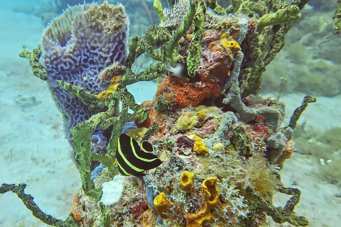 VIP Private Guided Scuba Diving/Snorkeling Excursion - Scuba options for certified and beginner participants