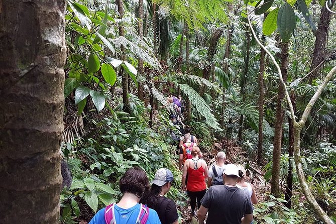 Volcano Crater Hiking Tour in St Kitts - Group size, pacing, and comfort