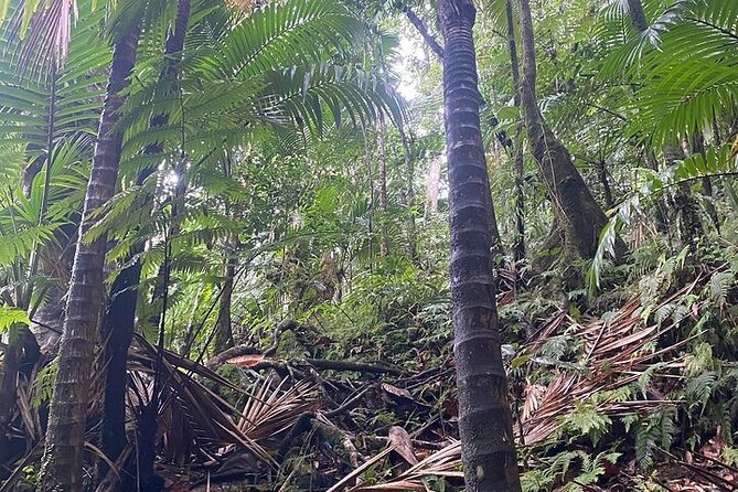 Wingfield Rainforest Adventure Hike and Caribelle Batik stop - The panoramic island drive and the shape of the day